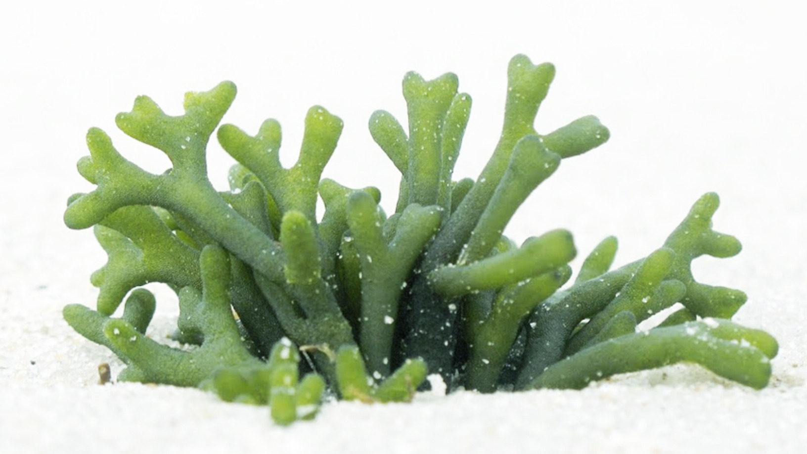 Futuralga: Circular economy model to turn seaweed into biodegradable plastic alternative