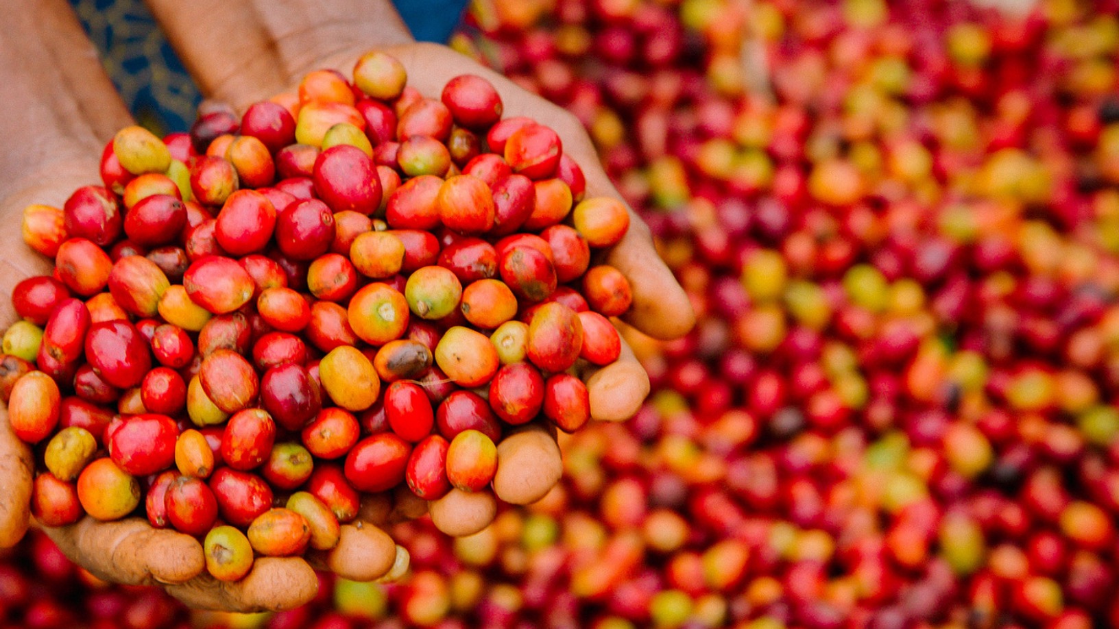 Farmer Connect: Blockchain powered platform tracing coffee beans from field to cup