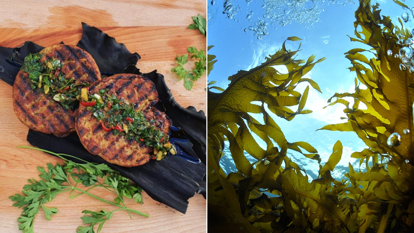 Plantruption: Transforming Irish seaweed into sustainable alt-protein seafood