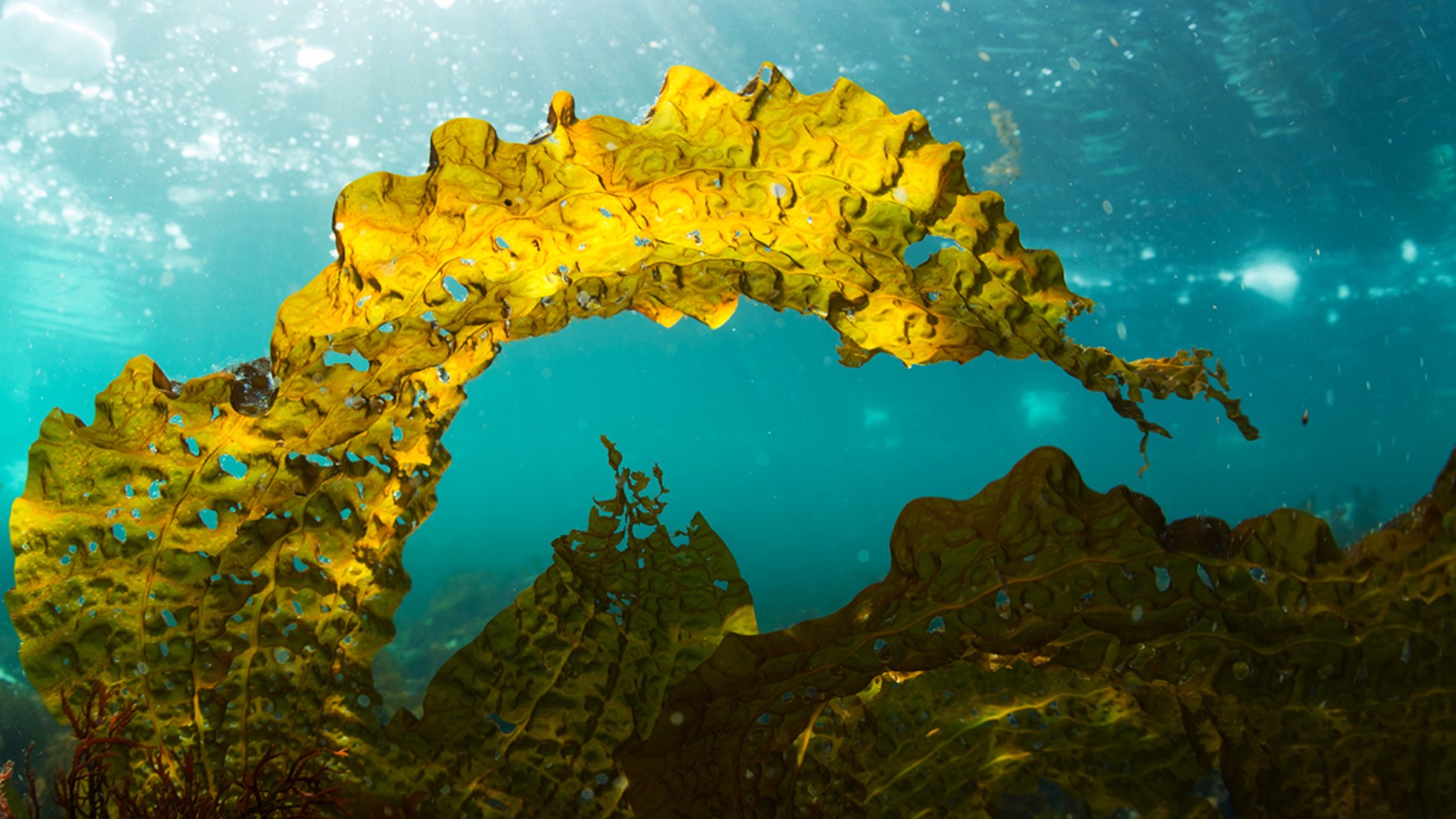 Oceanium: Supporting sustainable seaweed farming