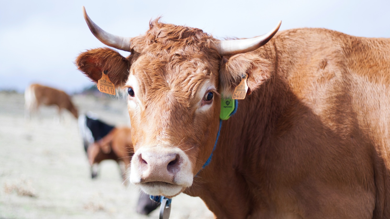 Smart agritech pioneer Digitanimal helps ranchers better manage their cattle and ensure animal welfare