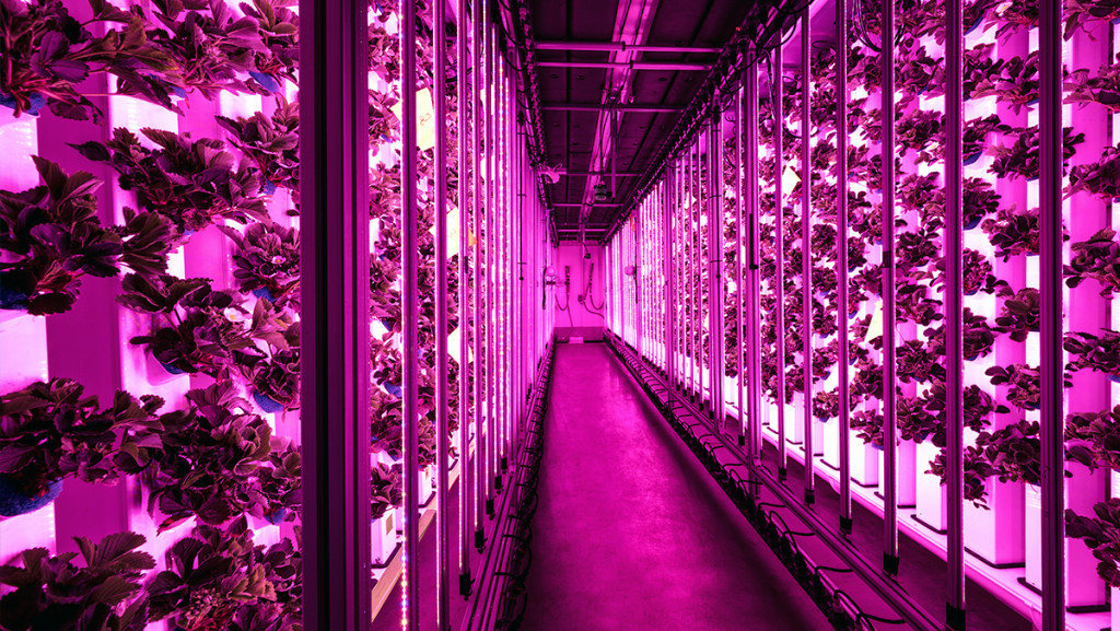 Agricool: Growing fresh strawberries in shipping containers | CompassList
